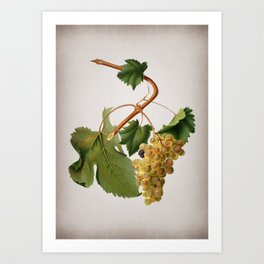 Vintage Vermentino Grapes Botanical on Parchment Art Print | Paper, Kitchen, Flowers, Botanicals, Nature, Fruits, Garden, Illustration, Italiana, Leaves 