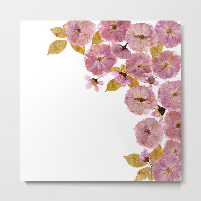 Dried And Pressed Cherryblossoms Frame  Metal Print