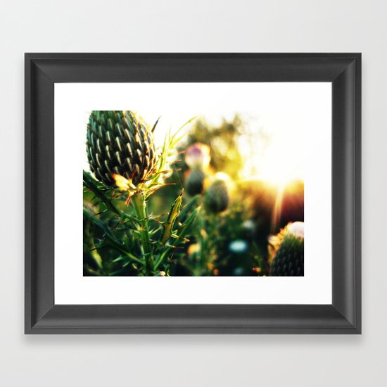 Thistle n Sun Framed Art Print