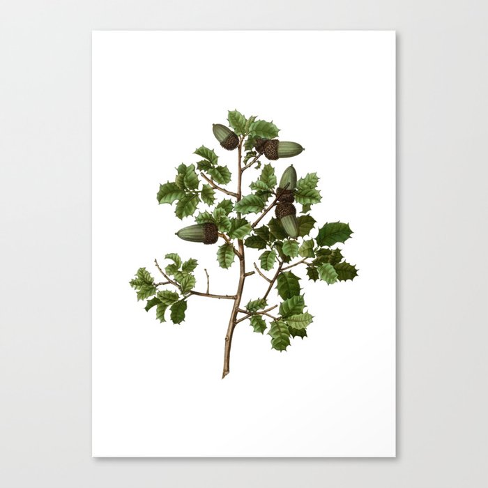 Vintage Kermes Oak Botanical Illustration on Pure White Canvas Print