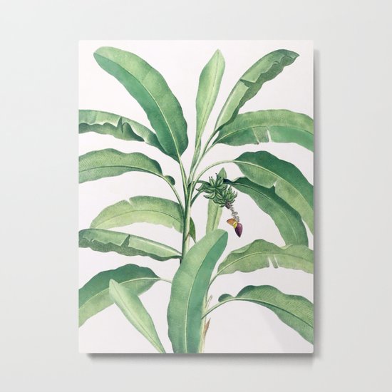 Banana leaves VI Metal Print
