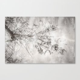 Tree through glass photograph Canvas Print