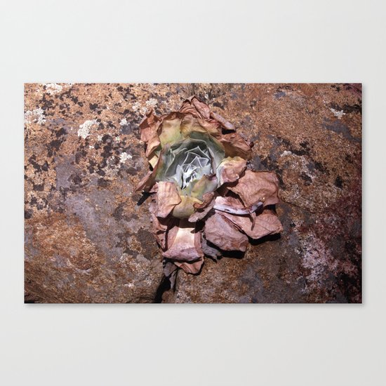 Desert Flower Canvas Print