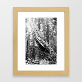 Torn Tree Framed Art Print