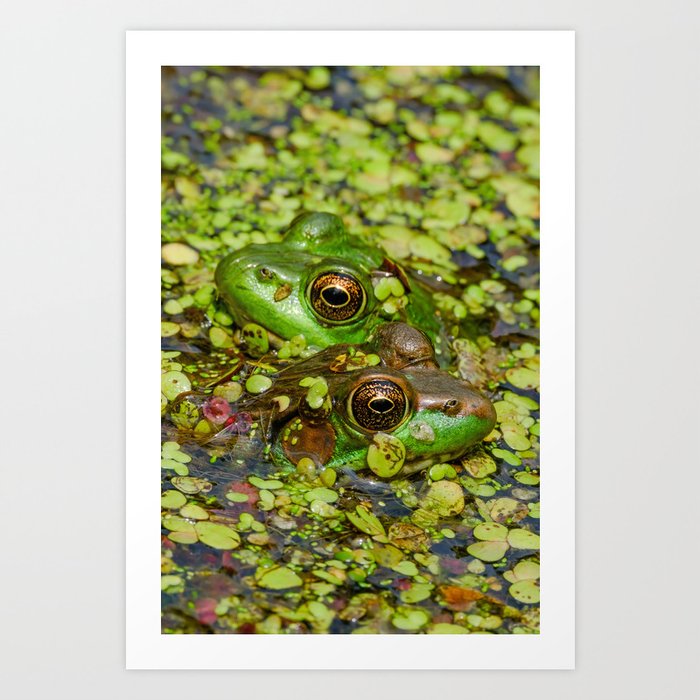 Lovely Green Frog Couple Photograph Art Print