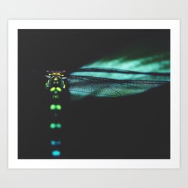 dragonfly Art Print