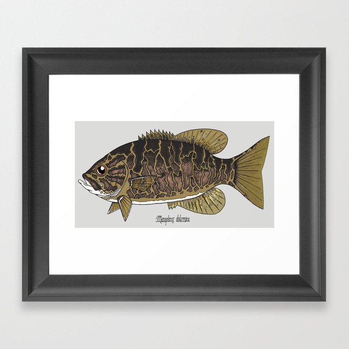 Smallmouth Bass -Micropterus dolomieu (w/grey background) Framed Art Print