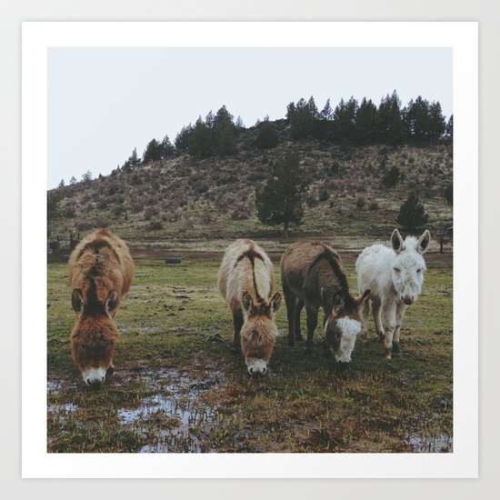 Miniature Donkeys Art Print