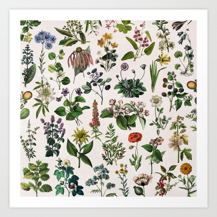 vintage botanical print Art Print