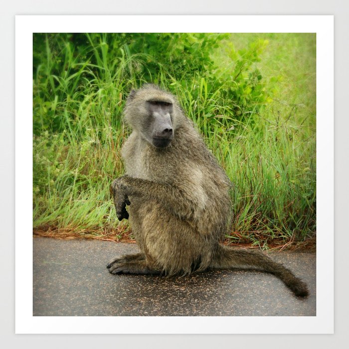 South Africa Photography - Baboon Sitting At The Side Of A Road Art Print