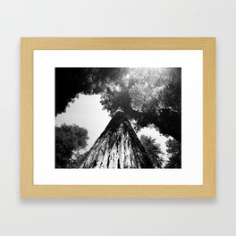 REDWOOD - Fuji Acros 100 - 4x5" film Framed Art Print