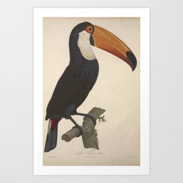 Natural history of birds of paradise Art Print