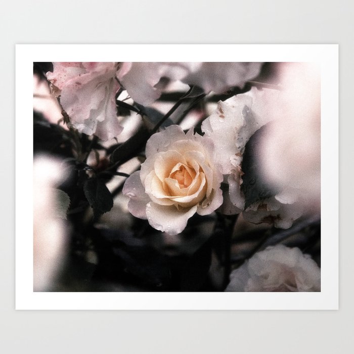 Rose Garden VI Art Print