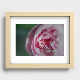 Pink Peony Recessed Framed Print