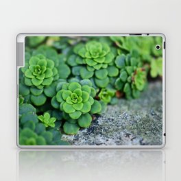 Succulents on Stone Laptop & iPad Skin