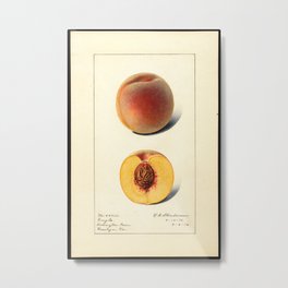 Engle Peach Vintage Art Print Metal Print | Food, Print, Chef, Kitchen, Design, Farm, Fruit, Vintage, Antique, Old 
