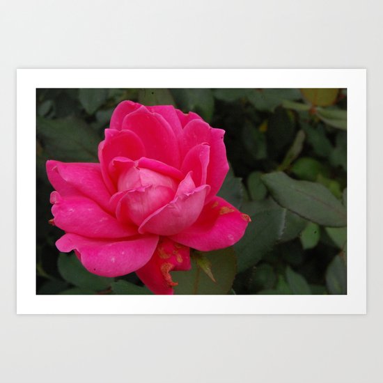 Late Bloomer Art Print