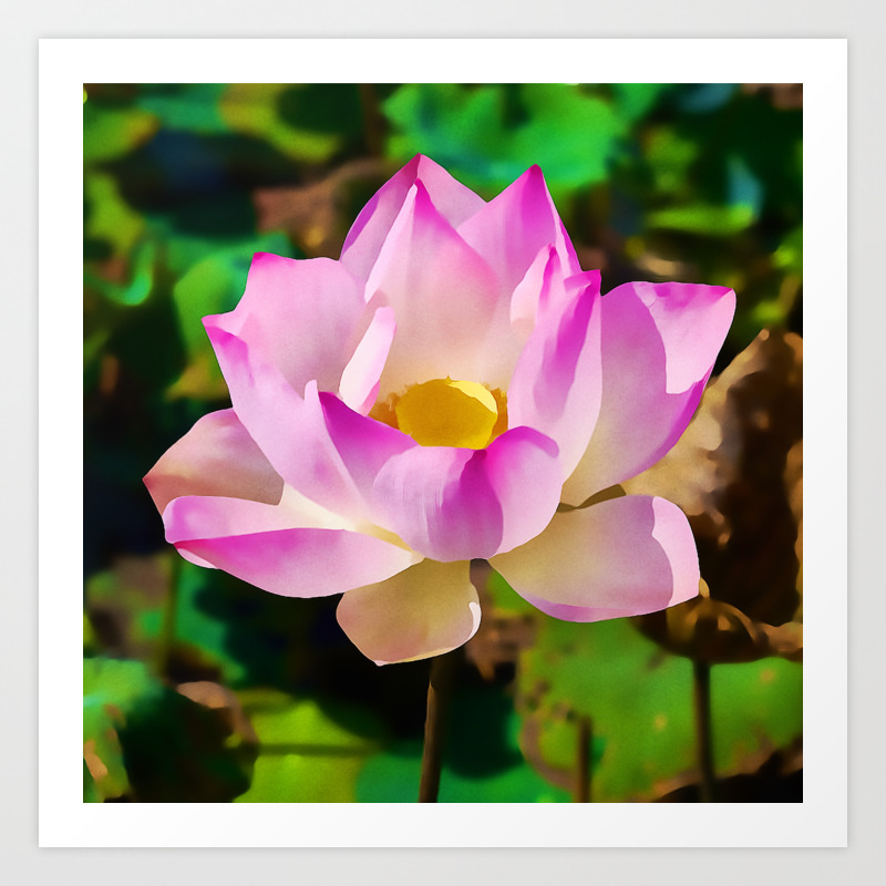 The Sacred Lotus Watercolor Painting Art Print By Rustytaylor