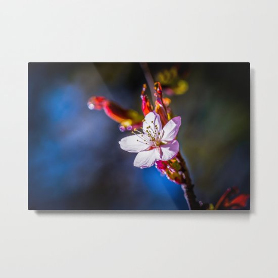 Sakura - Japanese cherry flower Metal Print