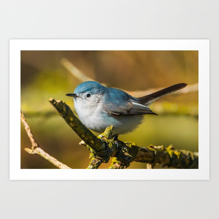 Blue Grey Gnatcatcher, Cute Bird Photograph Art Print