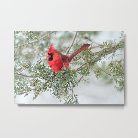 Cocky Cardinal Metal Print