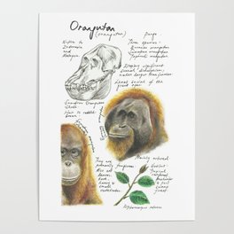 Nature Study: Orangutan Poster