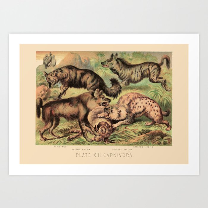 Vintage Hyaenidae Art Print