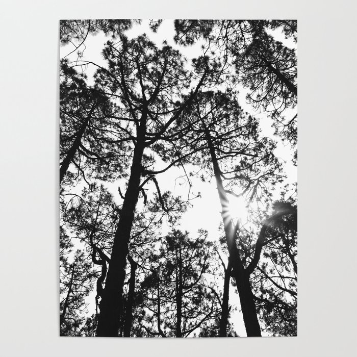 trees, black and white -  Forest landscape photography Poster