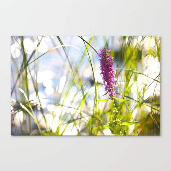 Pink Flower At the Beach Canvas Print