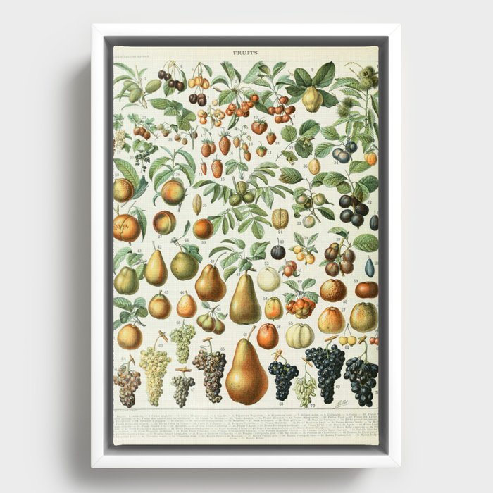 Vintage Fruit Poster 2 - Adolphe Millot Framed Canvas