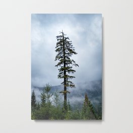 Western Hemlock tree in the moody clouds near Whistler, British Columbia, Canada Metal Print