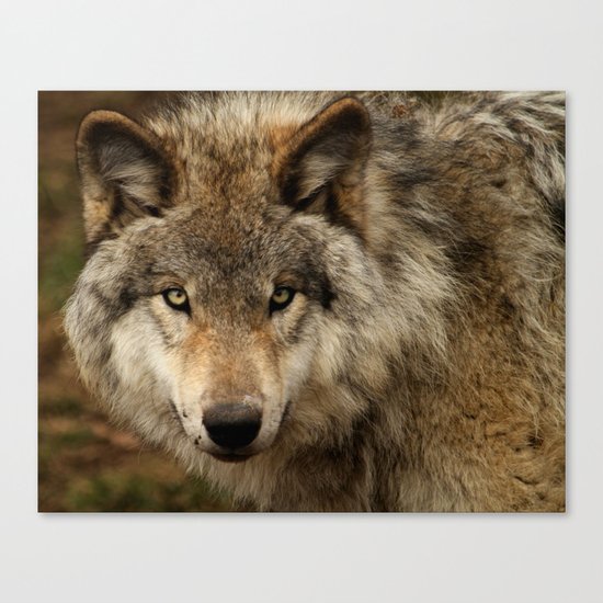 Undivided attention Canvas Print