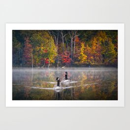 Two Canada Geese swimming in Fall Art Print