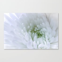 Chrysanthemum Dreams Canvas Print