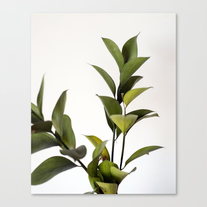 Green Green Leaves Variation | Nature Photography - Plants & Botanicals Canvas Print