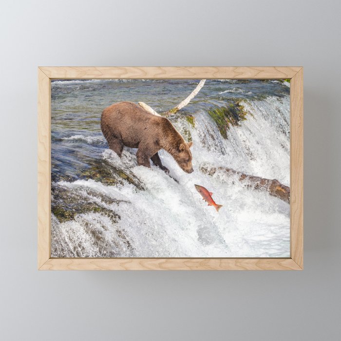 Grizzly bear face to face with salmon Framed Mini Art Print
