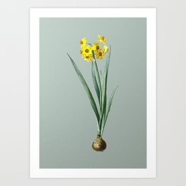 Vintage Daffodil Botanical Illustration on Mint Green Art Print