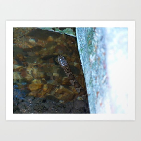 water snake Art Print