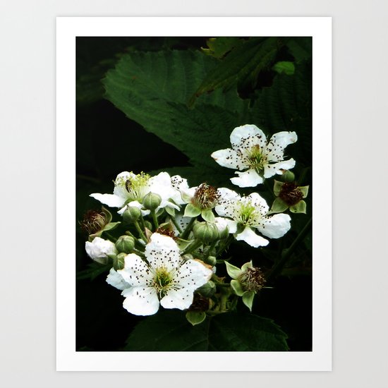 Fraises des bois Flowers Art Print