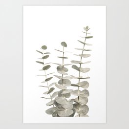 Eucalyptus | Floral | Botanical | Plant Art Print