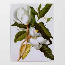 Vintage Botanical White Magnolia Flower Art Poster