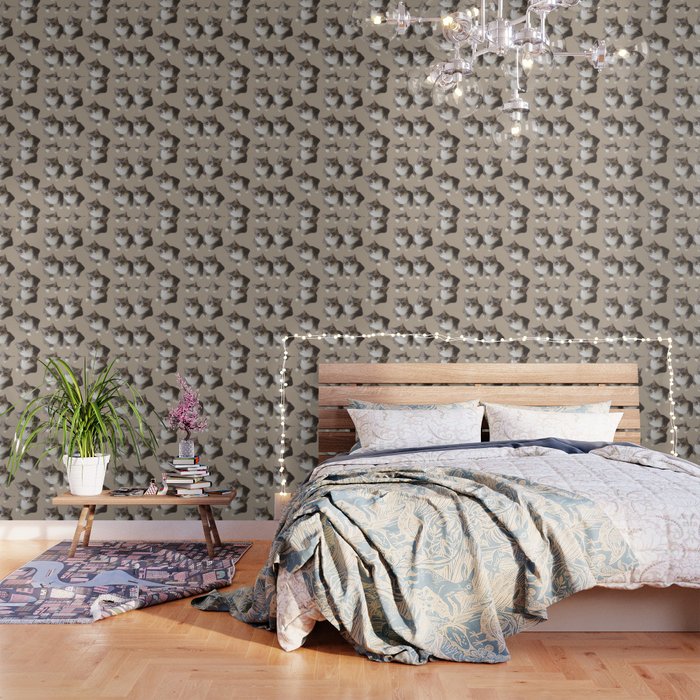beige tan grey american wirehair cat pattern Wallpaper
