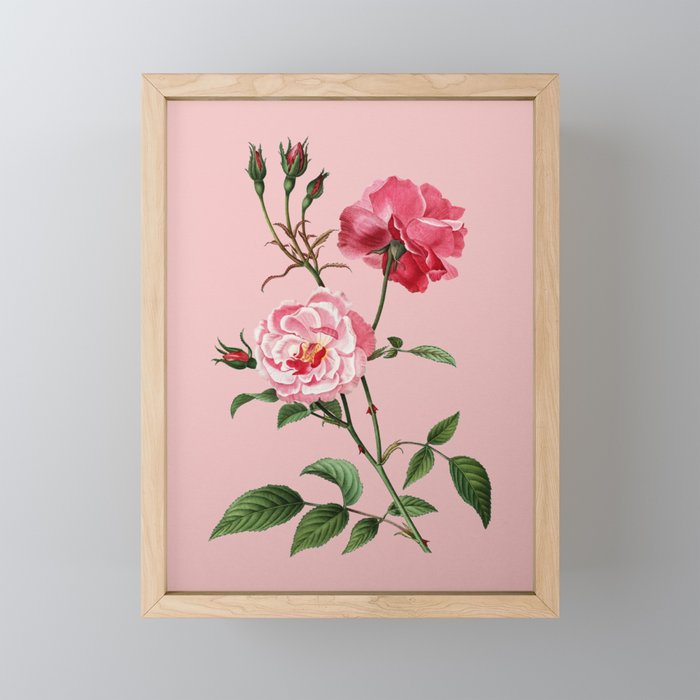 Vintage Ever Blowing Rose Botanical Illustration on Pink Framed Mini Art Print