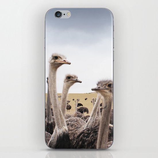Ostriches iPhone Skin