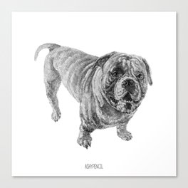 Bully_Iron Canvas Print