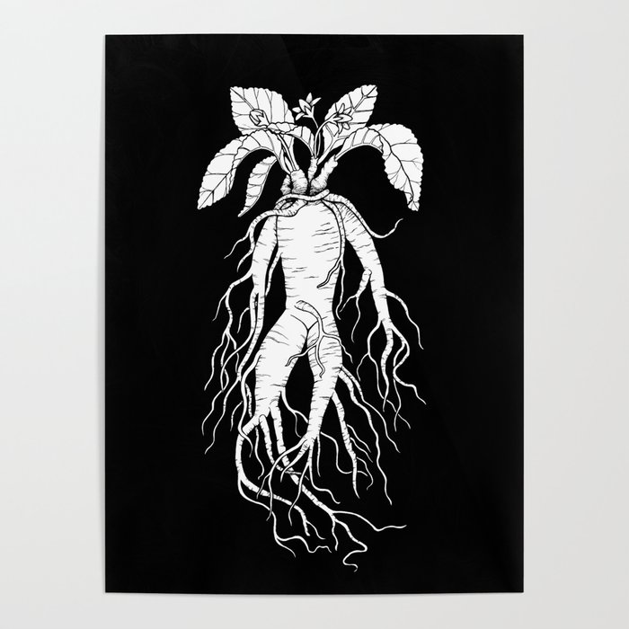Mandrake Root Poster