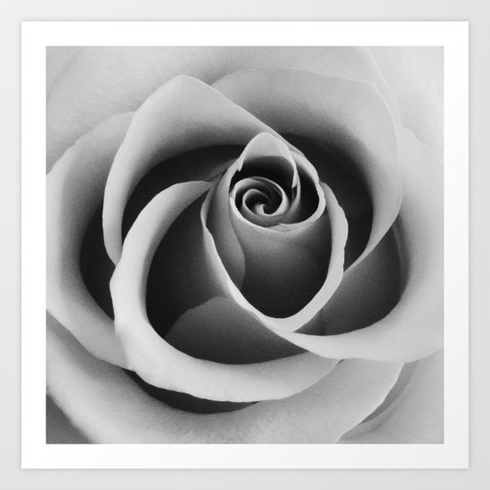 Rose Flower Close Up Black And White Floral Photography Art Print