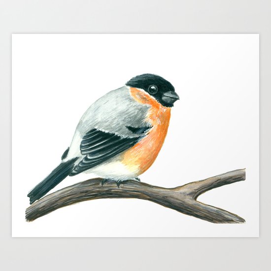 Bullfinch bird Art Print