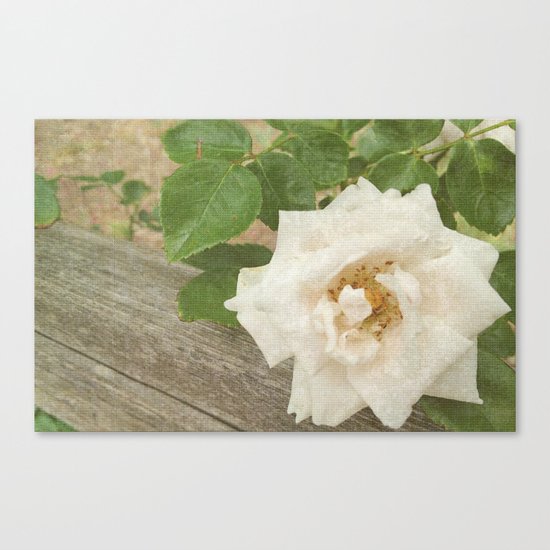 White Elegance Canvas Print