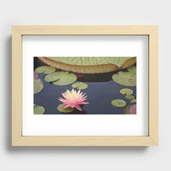 Pink and yellow water lily Recessed Framed Print